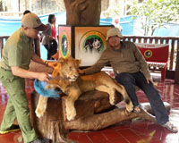 Wildlife Safari: Lion photographs with visitors but not sedated sleep (April 6, 2016)